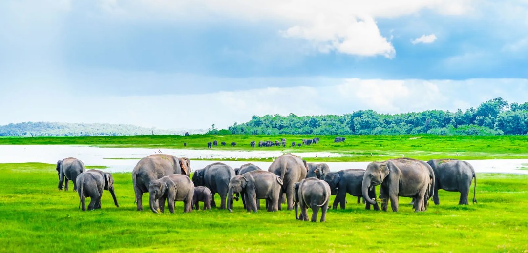 Sri Lanka Safari Adventure 3